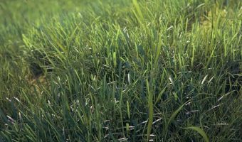 Photorealistic Grass – New Video Tutorial From Viz-People